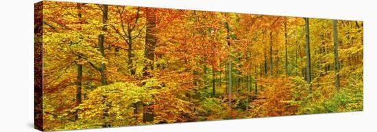 Beech forest in autumn, Kassel, Germany-Frank Krahmer-Stretched Canvas