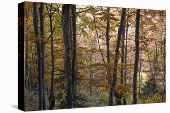 Beech Forest in Autumn, Piatra Craiului National Park, Southern Carpathian Mountains, Romania-Dörr-Stretched Canvas