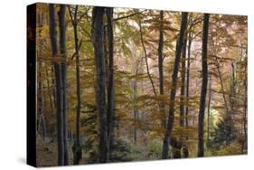 Beech Forest in Autumn, Piatra Craiului National Park, Southern Carpathian Mountains, Romania-Dörr-Stretched Canvas