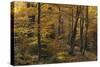 Beech Forest in Autumn, Piatra Craiului National Park, Southern Carpathian Mountains, Romania-Dörr-Stretched Canvas