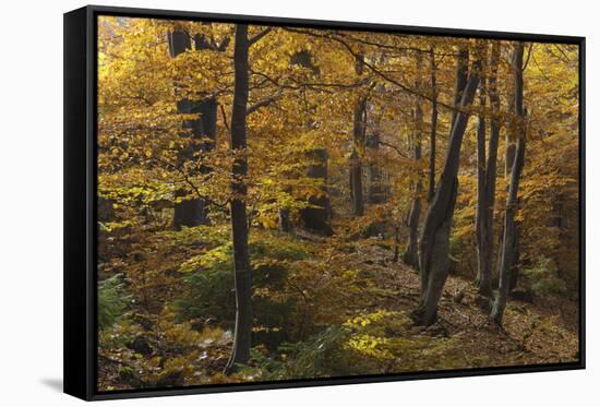 Beech Forest in Autumn, Piatra Craiului National Park, Southern Carpathian Mountains, Romania-Dörr-Framed Stretched Canvas
