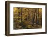 Beech Forest in Autumn, Piatra Craiului National Park, Southern Carpathian Mountains, Romania-Dörr-Framed Photographic Print