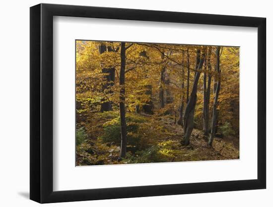 Beech Forest in Autumn, Piatra Craiului National Park, Southern Carpathian Mountains, Romania-Dörr-Framed Photographic Print