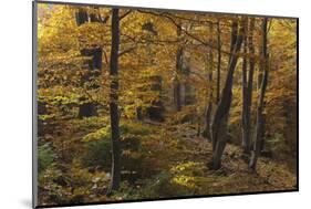 Beech Forest in Autumn, Piatra Craiului National Park, Southern Carpathian Mountains, Romania-Dörr-Mounted Photographic Print