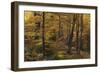 Beech Forest in Autumn, Piatra Craiului National Park, Southern Carpathian Mountains, Romania-Dörr-Framed Photographic Print