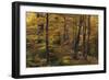 Beech Forest in Autumn, Piatra Craiului National Park, Southern Carpathian Mountains, Romania-Dörr-Framed Photographic Print