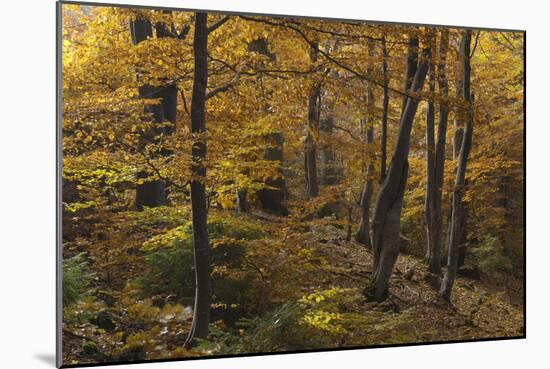 Beech Forest in Autumn, Piatra Craiului National Park, Southern Carpathian Mountains, Romania-Dörr-Mounted Photographic Print