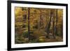 Beech Forest in Autumn, Piatra Craiului National Park, Southern Carpathian Mountains, Romania-Dörr-Framed Photographic Print