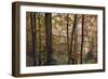 Beech Forest in Autumn, Piatra Craiului National Park, Southern Carpathian Mountains, Romania-Dörr-Framed Photographic Print