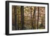 Beech Forest in Autumn, Piatra Craiului National Park, Southern Carpathian Mountains, Romania-Dörr-Framed Photographic Print