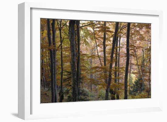 Beech Forest in Autumn, Piatra Craiului National Park, Southern Carpathian Mountains, Romania-Dörr-Framed Photographic Print