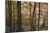 Beech Forest in Autumn, Piatra Craiului National Park, Southern Carpathian Mountains, Romania-Dörr-Mounted Photographic Print