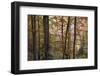 Beech Forest in Autumn, Piatra Craiului National Park, Southern Carpathian Mountains, Romania-Dörr-Framed Photographic Print