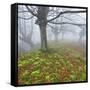 Beech Forest in the Gorbea Nature Reserve, Fog, Moss, Basque Country, Spain-Rainer Mirau-Framed Stretched Canvas