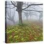 Beech Forest in the Gorbea Nature Reserve, Fog, Moss, Basque Country, Spain-Rainer Mirau-Stretched Canvas