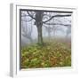 Beech Forest in the Gorbea Nature Reserve, Fog, Moss, Basque Country, Spain-Rainer Mirau-Framed Photographic Print