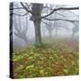 Beech Forest in the Gorbea Nature Reserve, Fog, Moss, Basque Country, Spain-Rainer Mirau-Stretched Canvas