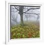 Beech Forest in the Gorbea Nature Reserve, Fog, Moss, Basque Country, Spain-Rainer Mirau-Framed Photographic Print