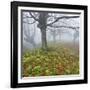 Beech Forest in the Gorbea Nature Reserve, Fog, Moss, Basque Country, Spain-Rainer Mirau-Framed Photographic Print