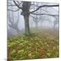 Beech Forest in the Gorbea Nature Reserve, Fog, Moss, Basque Country, Spain-Rainer Mirau-Mounted Photographic Print