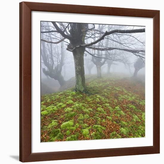 Beech Forest in the Gorbea Nature Reserve, Fog, Moss, Basque Country, Spain-Rainer Mirau-Framed Photographic Print