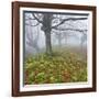 Beech Forest in the Gorbea Nature Reserve, Fog, Moss, Basque Country, Spain-Rainer Mirau-Framed Photographic Print