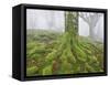 Beech Forest in the Gorbea Nature Reserve, Fog, Moss, the Basque Provinces, Spain-Rainer Mirau-Framed Stretched Canvas