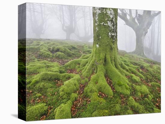 Beech Forest in the Gorbea Nature Reserve, Fog, Moss, the Basque Provinces, Spain-Rainer Mirau-Stretched Canvas