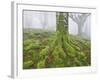 Beech Forest in the Gorbea Nature Reserve, Fog, Moss, the Basque Provinces, Spain-Rainer Mirau-Framed Photographic Print