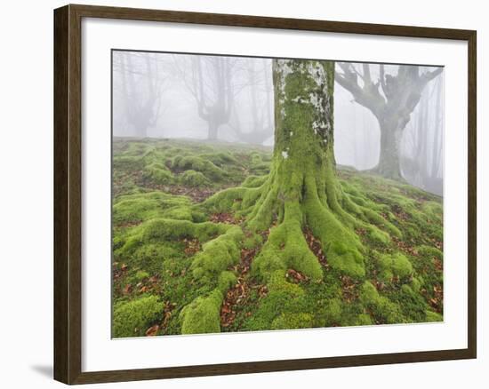 Beech Forest in the Gorbea Nature Reserve, Fog, Moss, the Basque Provinces, Spain-Rainer Mirau-Framed Photographic Print