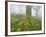 Beech Forest in the Gorbea Nature Reserve, Fog, Moss, the Basque Provinces, Spain-Rainer Mirau-Framed Photographic Print