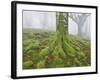 Beech Forest in the Gorbea Nature Reserve, Fog, Moss, the Basque Provinces, Spain-Rainer Mirau-Framed Photographic Print