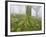 Beech Forest in the Gorbea Nature Reserve, Fog, Moss, the Basque Provinces, Spain-Rainer Mirau-Framed Photographic Print