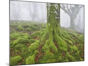 Beech Forest in the Gorbea Nature Reserve, Fog, Moss, the Basque Provinces, Spain-Rainer Mirau-Mounted Photographic Print