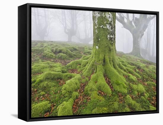 Beech Forest in the Gorbea Nature Reserve, Fog, Moss, the Basque Provinces, Spain-Rainer Mirau-Framed Stretched Canvas