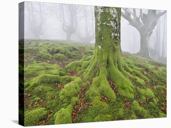 Beech Forest in the Gorbea Nature Reserve, Fog, Moss, the Basque Provinces, Spain-Rainer Mirau-Stretched Canvas