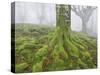 Beech Forest in the Gorbea Nature Reserve, Fog, Moss, the Basque Provinces, Spain-Rainer Mirau-Stretched Canvas