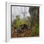 Beech Forest in the Gorbea Nature Reserve, Fog, Moss, the Basque Provinces, Spain-Rainer Mirau-Framed Photographic Print