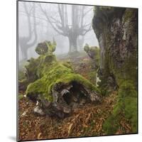 Beech Forest in the Gorbea Nature Reserve, Fog, Moss, the Basque Provinces, Spain-Rainer Mirau-Mounted Photographic Print