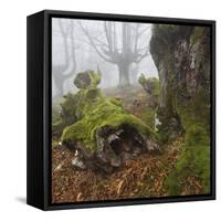 Beech Forest in the Gorbea Nature Reserve, Fog, Moss, the Basque Provinces, Spain-Rainer Mirau-Framed Stretched Canvas