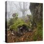 Beech Forest in the Gorbea Nature Reserve, Fog, Moss, the Basque Provinces, Spain-Rainer Mirau-Stretched Canvas