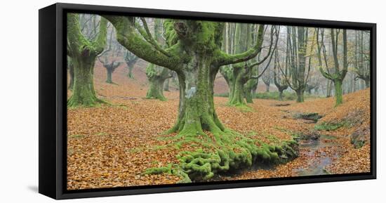 Beech Forest in the Gorbea Nature Reserve, Foliage, Moss, Brook, Basque Country, Spain-Rainer Mirau-Framed Stretched Canvas