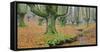 Beech Forest in the Gorbea Nature Reserve, Foliage, Moss, Brook, Basque Country, Spain-Rainer Mirau-Framed Stretched Canvas