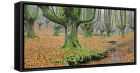 Beech Forest in the Gorbea Nature Reserve, Foliage, Moss, Brook, Basque Country, Spain-Rainer Mirau-Framed Stretched Canvas