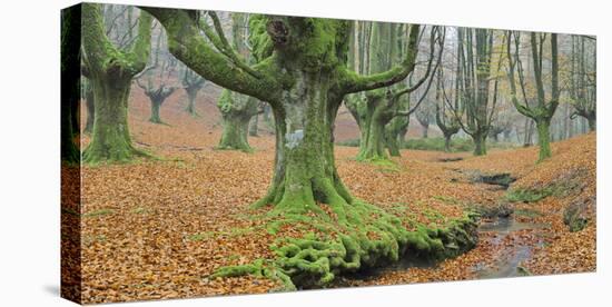 Beech Forest in the Gorbea Nature Reserve, Foliage, Moss, Brook, Basque Country, Spain-Rainer Mirau-Stretched Canvas