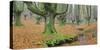 Beech Forest in the Gorbea Nature Reserve, Foliage, Moss, Brook, Basque Country, Spain-Rainer Mirau-Stretched Canvas