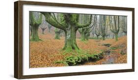 Beech Forest in the Gorbea Nature Reserve, Foliage, Moss, Brook, Basque Country, Spain-Rainer Mirau-Framed Photographic Print