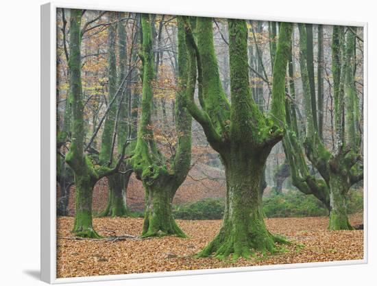 Beech Forest in the Gorbea Nature Reserve, Foliage, Moss, Brook, the Basque Provinces, Spain-Rainer Mirau-Framed Photographic Print