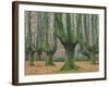Beech Forest in the Gorbea Nature Reserve, Foliage, Moss, Brook, the Basque Provinces, Spain-Rainer Mirau-Framed Photographic Print