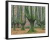 Beech Forest in the Gorbea Nature Reserve, Foliage, Moss, Brook, the Basque Provinces, Spain-Rainer Mirau-Framed Photographic Print